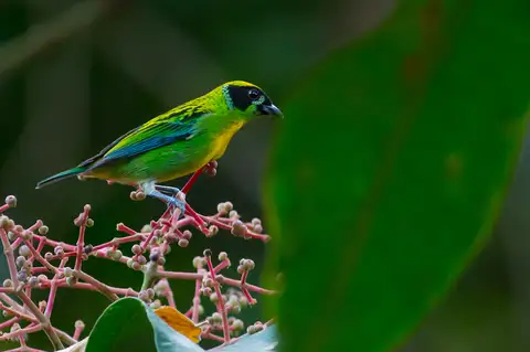 Green-and-gold Tanager