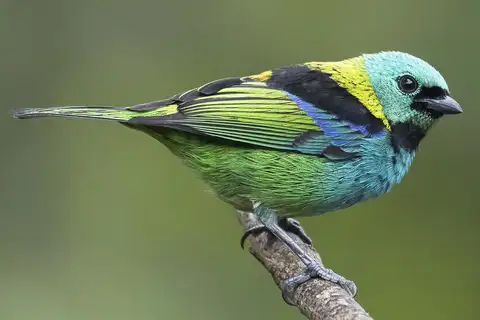 Green-headed Tanager