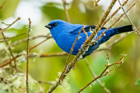 Blue-and-black Tanager