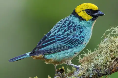 Saffron-crowned Tanager