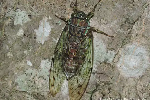 Evening Cicada