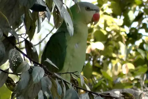 Black-lored Parrot