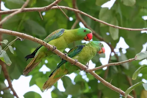 Blue-naped Parrot