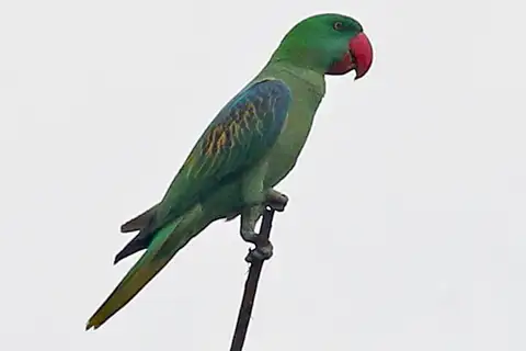 Great-billed Parrot