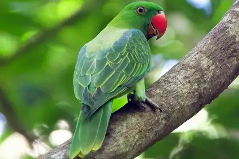 Azure-rumped Parrot