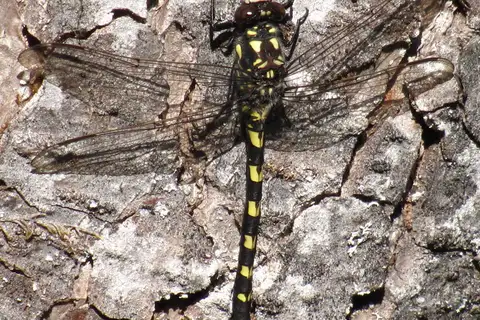 Black Petaltail