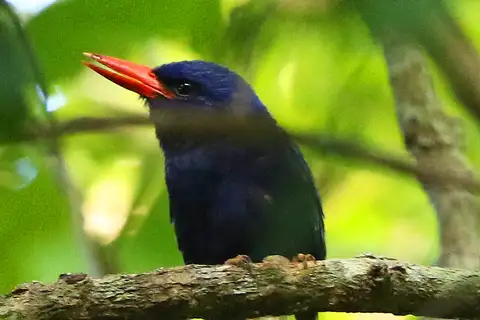 Numfor Paradise Kingfisher