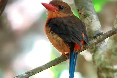 Brown-headed Paradise Kingfisher