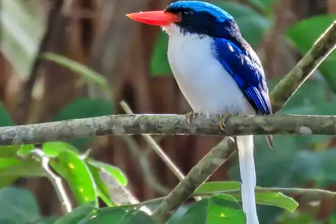 Common Paradise Kingfisher