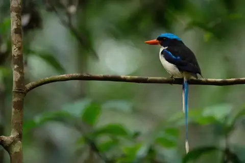 Little Paradise Kingfisher