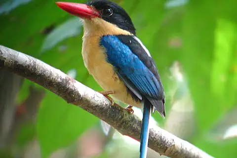 Black-capped Paradise Kingfisher