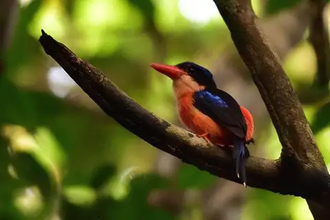 Red-breasted Paradise Kingfisher