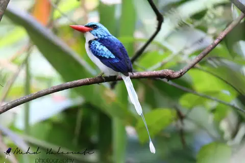 Biak Paradise Kingfisher