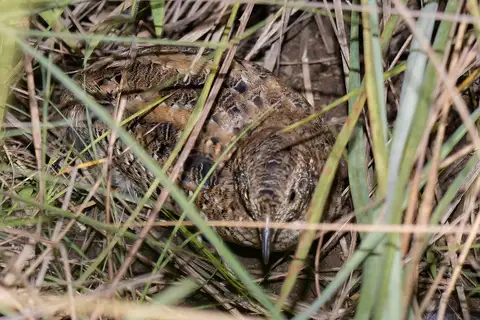 Dwarf Tinamou