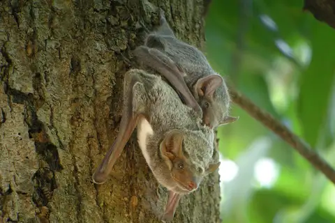 Mauritian Tomb Bat