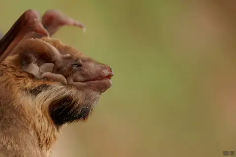 Black-bearded Tomb Bat