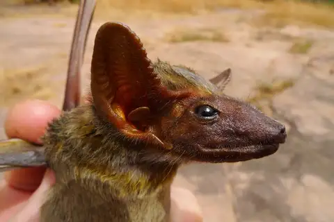 Naked-rumped Tomb Bat