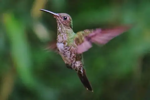 Many-spotted Hummingbird
