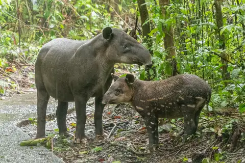 Baird's Tapir