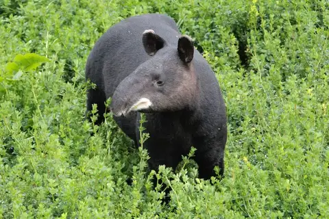 Mountain Tapir