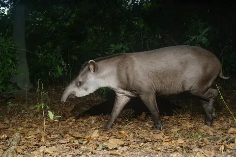 South American Tapir