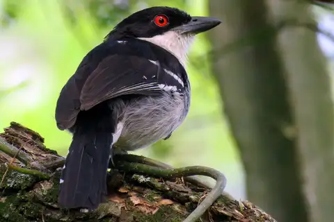 Great Antshrike