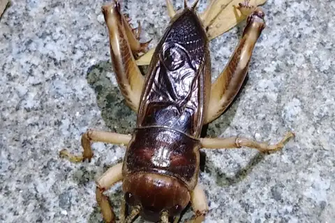 Tarbinskiellus portentosus