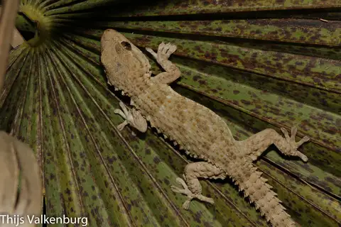 Moorish Gecko