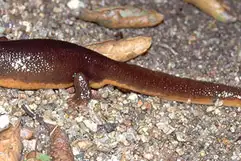 California Newt