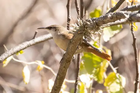 Bolivian Earthcreeper