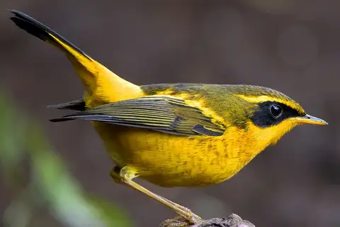 Golden Bush Robin