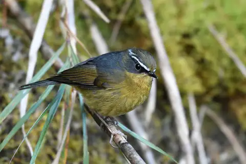 Taiwan Bush Robin