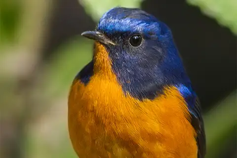 Rufous-breasted Bush Robin