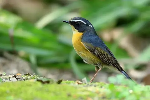 White-browed Bush Robin