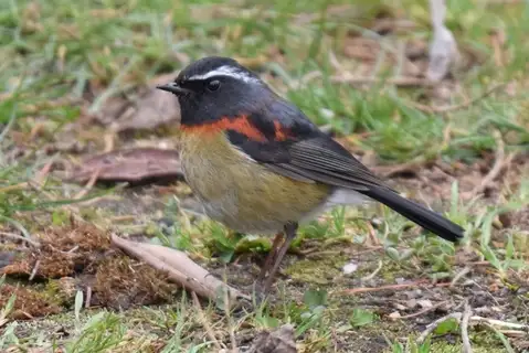 Collared Bush Robin