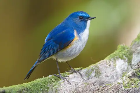 Himalayan Bluetail