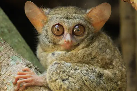 Gursky's Spectral Tarsier