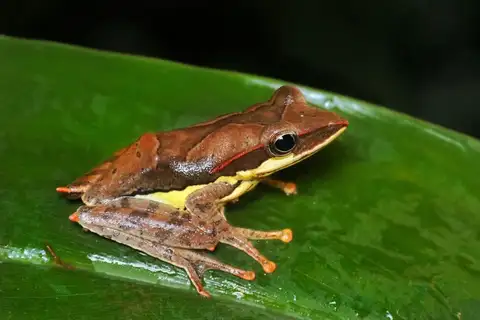 Saddled Tree frog