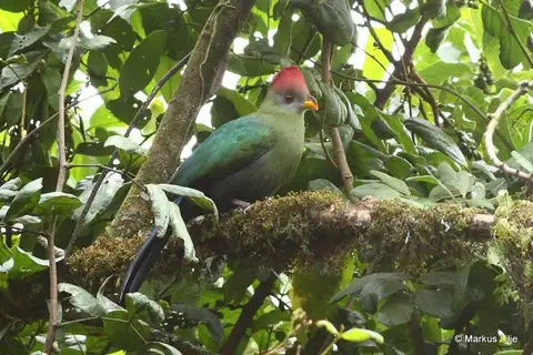 Bannerman's Turaco