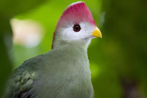 Red-crested Turaco