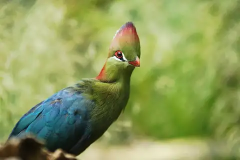 Fischer's Turaco