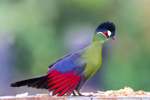 Hartlaub's Turaco