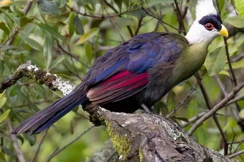 White-crested Turaco