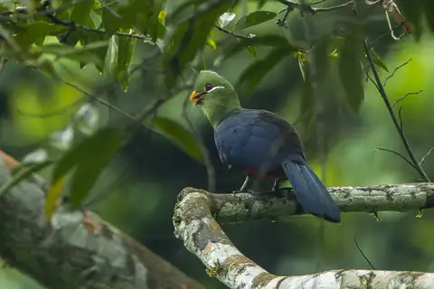 Yellow-billed Turaco