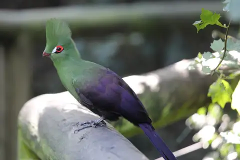 Guinea Turaco