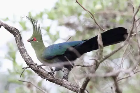 Schalow's Turaco