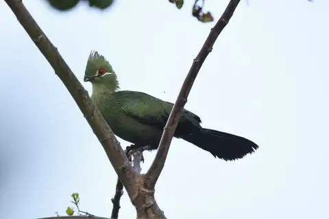 Black-billed Turaco