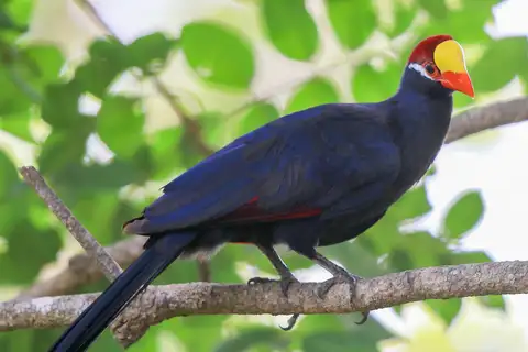 Violet Turaco