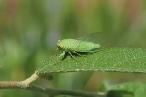 Emerald Fairy