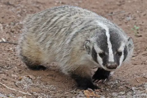 American Badger